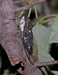 Cicada 5427